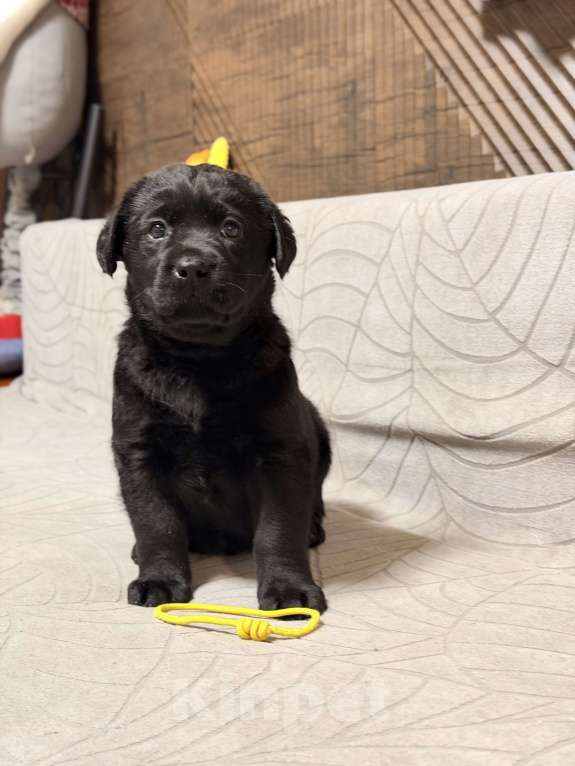Собаки в других городах Московской области: Черный щенок лабрадора Мальчик, 80 000 руб. - фото 3