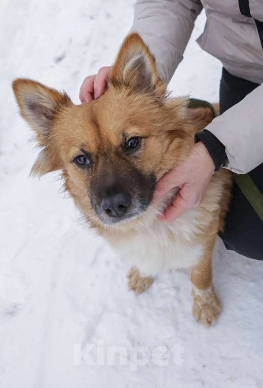 Собаки в Санкт-Петербурге: Отдам собаку бесплатно  Девочка, Бесплатно - фото 3