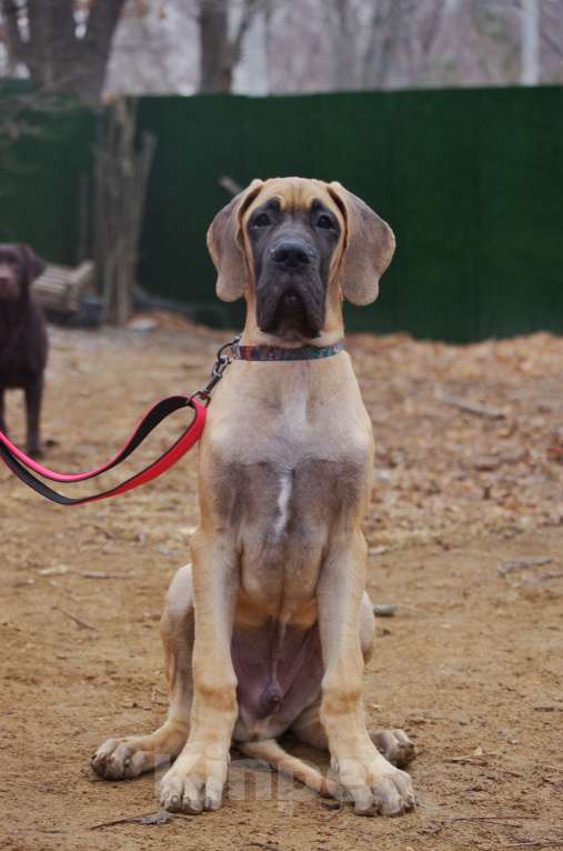 Собаки в других городах Приморского края: Щенок немецкого дога. Кобель Мальчик, Бесплатно - фото 5