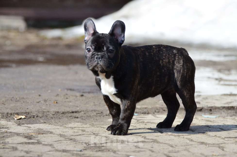 Собаки в Старом Купавне: Юная красотка Девочка, 50 000 руб. - фото 2