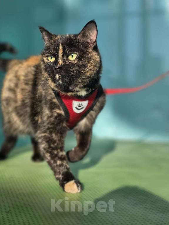 Кошки в Москве: Стелла – кошка, которая не потеряла веру в людей! Девочка, Бесплатно - фото 3