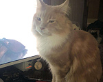 Кошки в Люберцах: Вязка Мейн- кун, 5 000 руб. - фото 3
