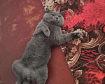 Кошки в Курске: Вязка (кот Феликс Александрович), 1 000 руб. - фото 7