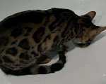 Кошки в Славгороде: Бенгальский котенок, 7 000 руб. - фото 2