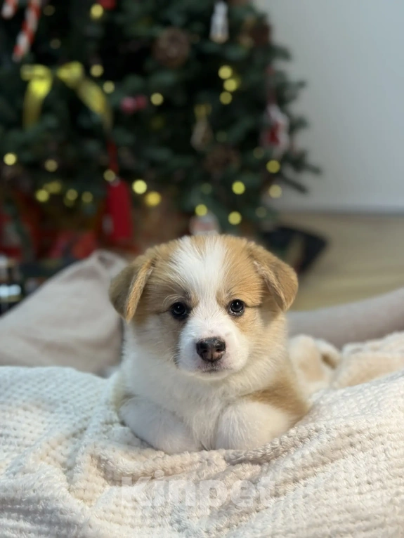 Собаки в Краснодаре: Щенок Вельщ-Корги Пемброк Девочка, 50 000 руб. - фото 2