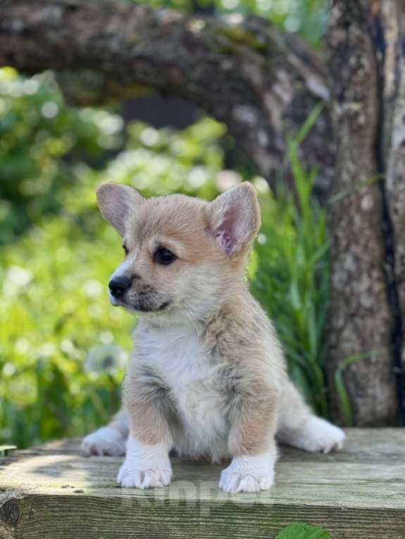 Собаки в Санкт-Петербурге: Вельш корги девочка Девочка, 45 000 руб. - фото 4