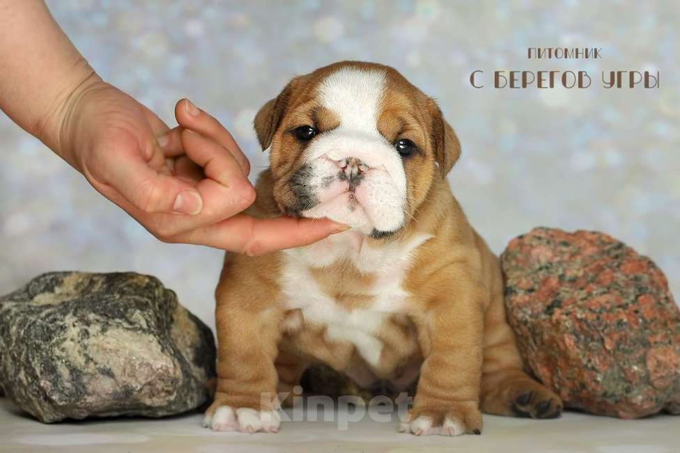 Собаки в Калуге: Щенок Английского бульдога Мальчик, 100 000 руб. - фото 1