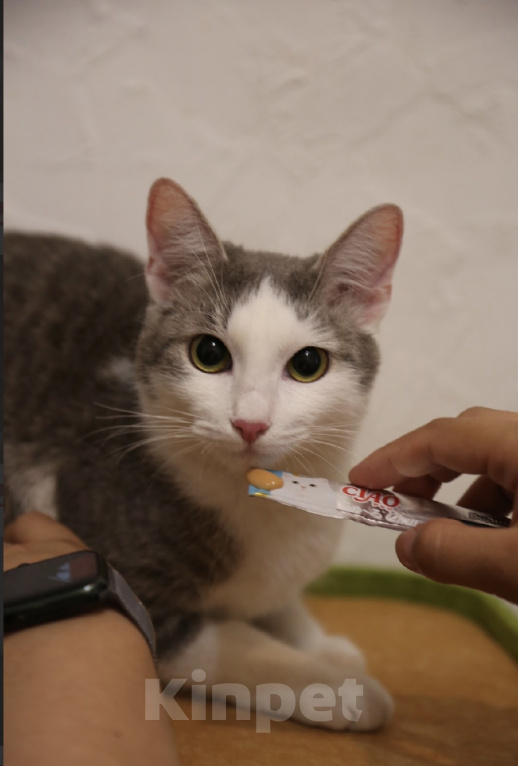 Кошки в Москве: Котенок в добрые руки Девочка, Бесплатно - фото 4