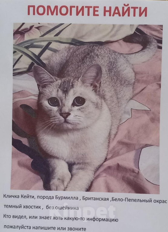 Кошки в Москве: Потерялась кошечка Солнцево! Девочка, 7 000 руб. - фото 2