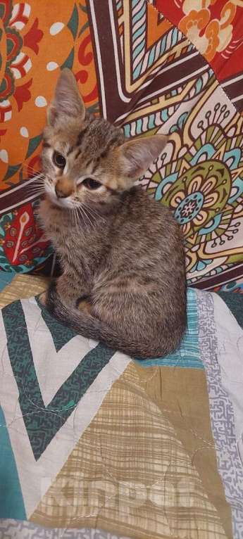 Кошки в Москве: Ласковый котёнок, приучен к лотку Мальчик, Бесплатно - фото 5