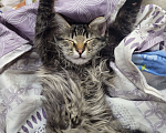 Кошки в Краснодаре: Потерялся котёнок, в районе ул.40 лет победы, 41. Зовут Дёма Мальчик, 1 000 руб. - фото 4