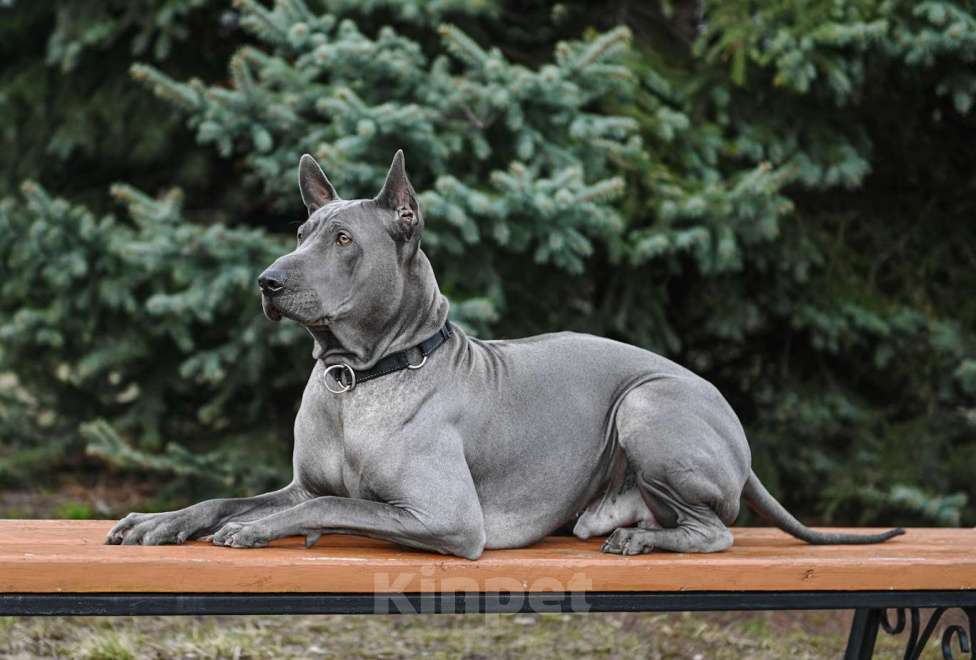 Собаки в Москве: Для вязки предлагается кобель Мальчик, Бесплатно - фото 4