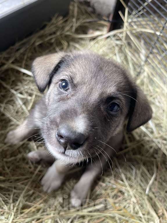 Собаки в Москве: Девочка и мальчик помесь с лайкой Девочка, Бесплатно - фото 6
