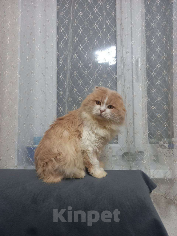 Кошки в Москве: В ожидании рождественского чуда ласковый мальчишка Басик Мальчик, Бесплатно - фото 1