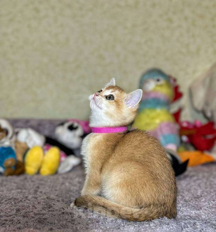 Кошки в Абакане: Девочка золотая шиншила Девочка, 40 000 руб. - фото 3