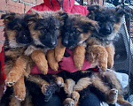 Собаки в Иркутске: Щенки немецкой овчарки  Девочка, 25 000 руб. - фото 3