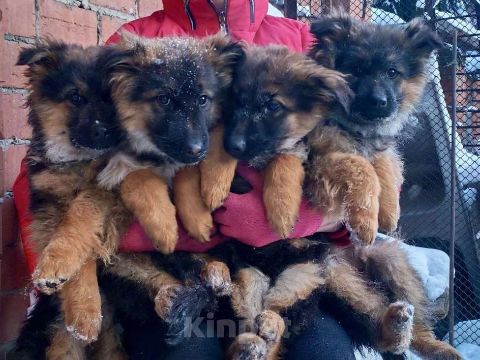 Собаки в Иркутске: Щенки немецкой овчарки  Девочка, 25 000 руб. - фото 3