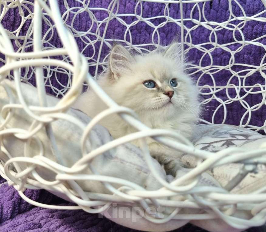 Кошки в Москве: Котенок девочка породы Невская Маскарадная Ариэль Девочка, Бесплатно - фото 1