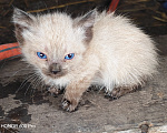 Кошки в Осиннике: Тайские котята Разнополые, Бесплатно - фото 1
