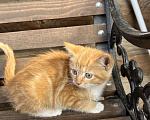 Кошки в Большой Камне: Кошечка 2 месяца  Девочка, Бесплатно - фото 1