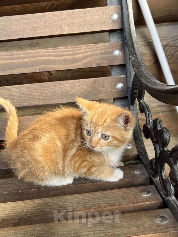 Кошки в Большой Камне: Кошечка 2 месяца  Девочка, Бесплатно - фото 1