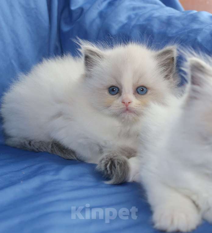 Кошки в Санкт-Петербурге: РЭГДОЛЛ ДЕВОЧКА Девочка, 80 000 руб. - фото 3