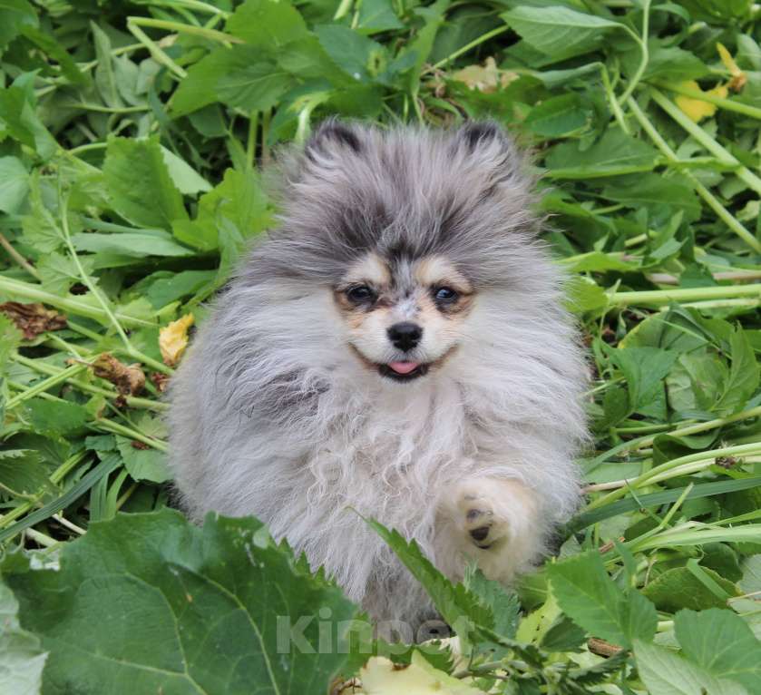 Собаки в Москве: шпиц мерль щенки Девочка, 25 000 руб. - фото 2