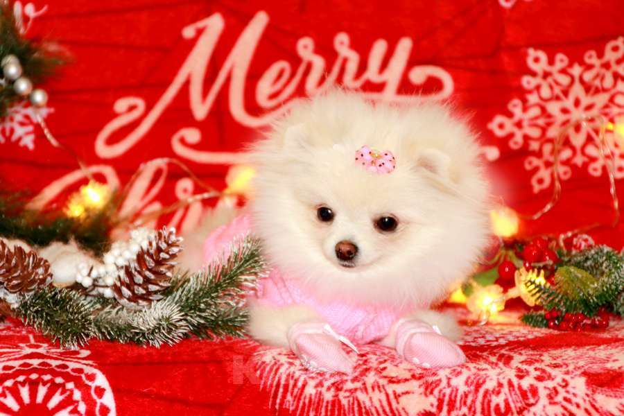 Собаки в Москве: девочка померанского шпица Девочка, 120 000 руб. - фото 2