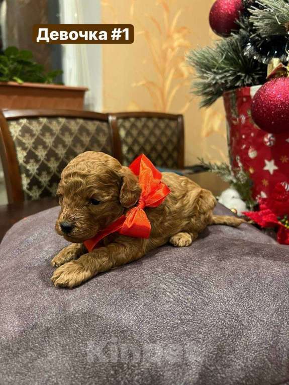 Собаки в Кисловодске: Продаются щенки Карликового пуделя Разнополые, 50 000 руб. - фото 3