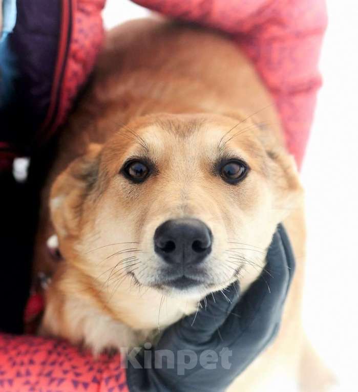 Собаки в Москве: Лисса, красивая собака Девочка, Бесплатно - фото 4