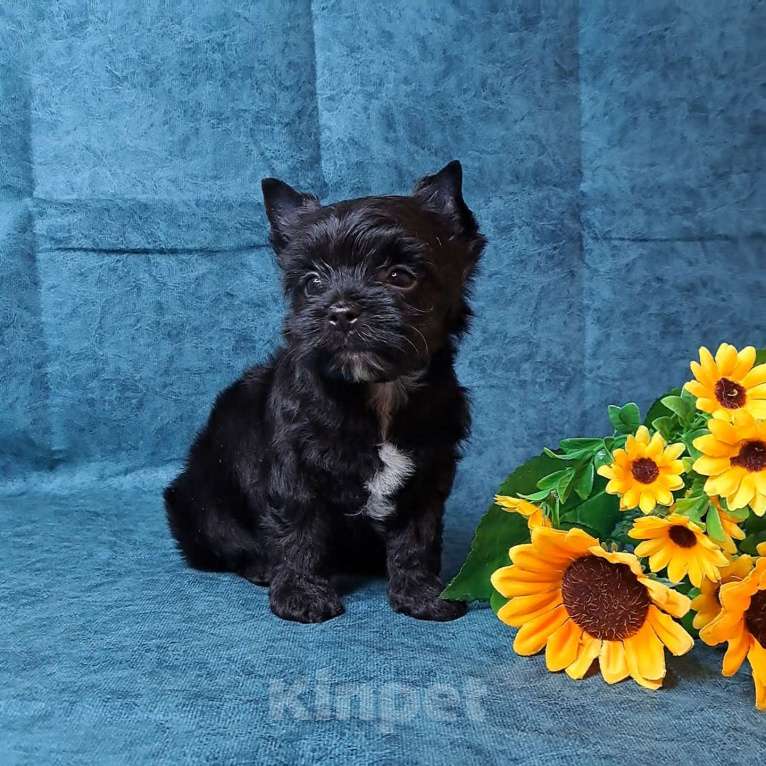 Собаки в Санкт-Петербурге: Чёрный йоркширский терьер мальчик Мальчик, 75 000 руб. - фото 6