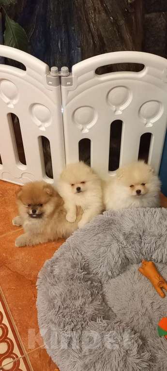 Собаки в Екатеринбурге: Бонус  стиль Норис Храбрый Лис Мальчик, 50 000 руб. - фото 2