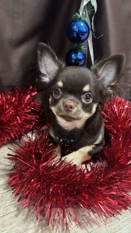 Собаки в Челябинске: Щенки Чихуахуа  Мальчик, Бесплатно - фото 1