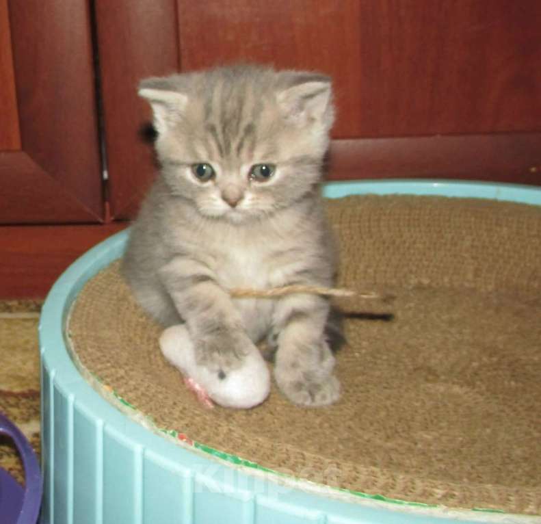 Кошки в Санкт-Петербурге: для бронирования кошечка Девочка, 25 000 руб. - фото 6