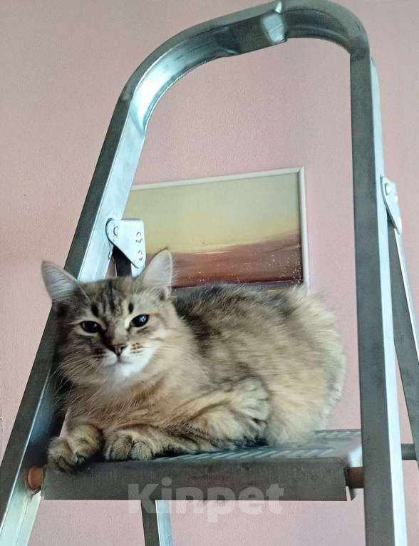 Кошки в Санкт-Петербурге: Сибирский кот в добрые руки Мальчик, Бесплатно - фото 1