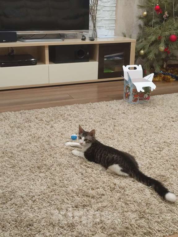 Кошки в Севастополе: Котёнок-метис (донской сфинкс/мейн-кун) Мальчик, 1 000 руб. - фото 2