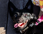 Собаки в Дубне: Молодая микрособака метис чихуахуа ищет дом Девочка, Бесплатно - фото 2