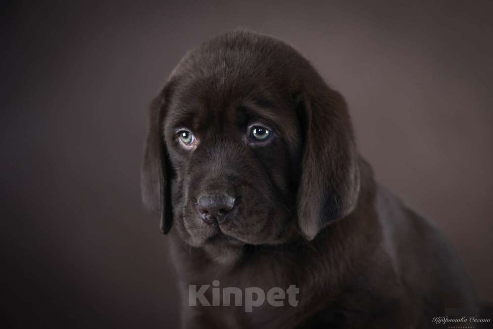 Собаки в Новокузнецке: Щенки лабрадора Девочка, 70 000 руб. - фото 1