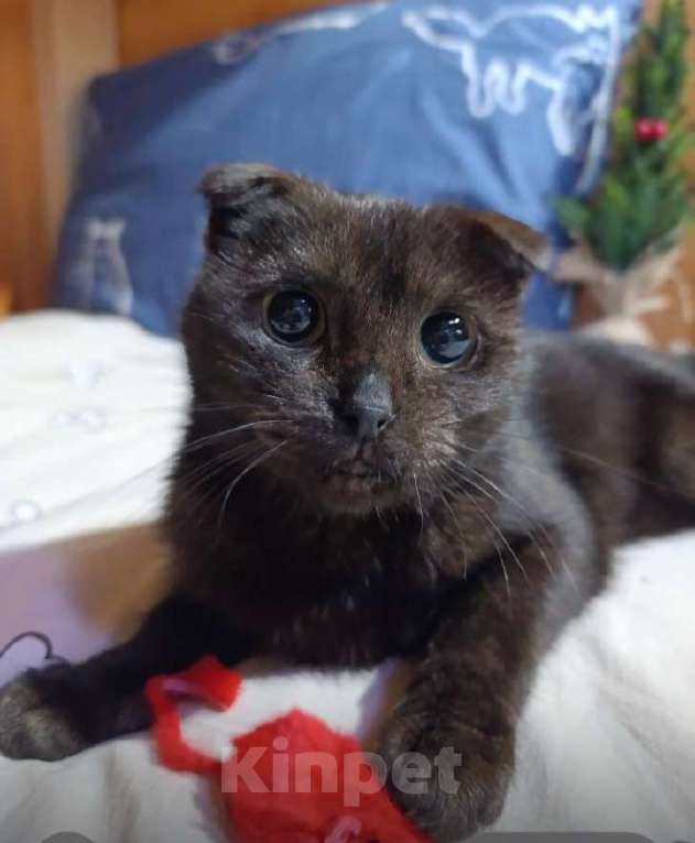 Кошки в Москве: Грациозная Соня ищет дом Девочка, Бесплатно - фото 4