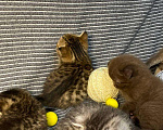 Кошки в Мур: Котята шотландской, Бесплатно - фото 5