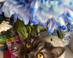 Кошки в Малмыже: Котята полупородистые в добрые руки, 1 руб. - фото 4
