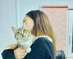 Кошки в Кувшиново: Котёнок с очаровательными глазками, Бесплатно - фото 3