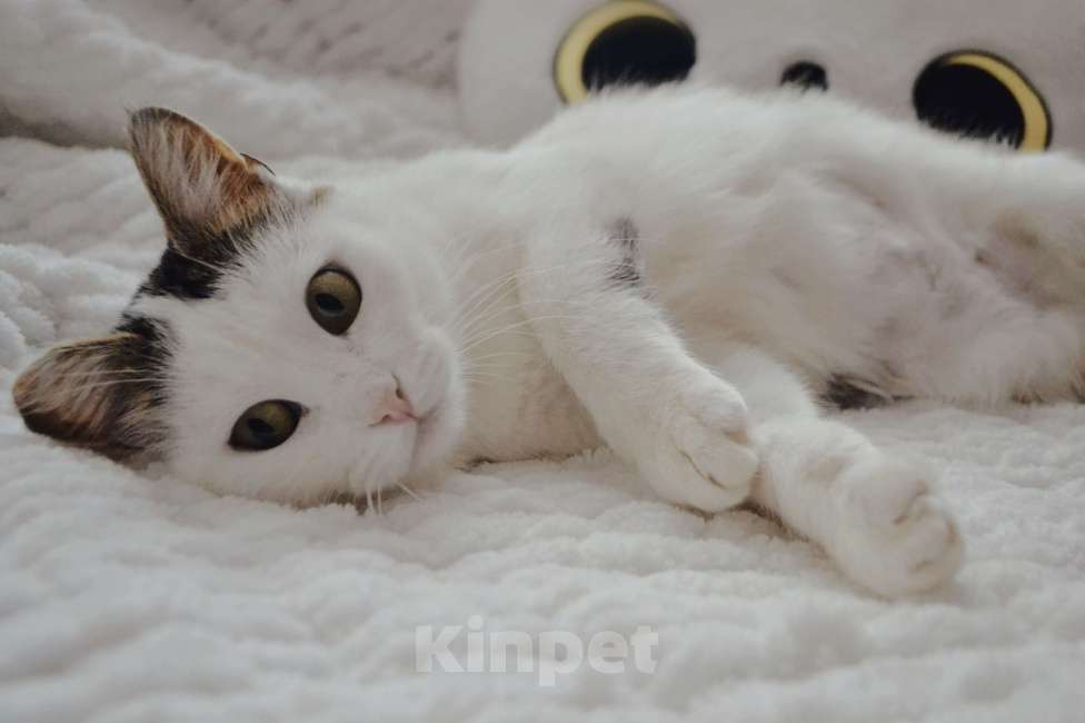 Кошки в Москве: Шарлотта в поиске семьи Девочка, Бесплатно - фото 1