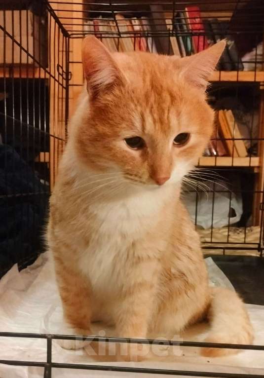 Кошки в Пушкино: Сахарок ищет дом! Мальчик, Бесплатно - фото 5