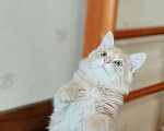 Кошки в Химках: Сибирский котик Нильс  ищет новый дом. Мальчик, 80 000 руб. - фото 5