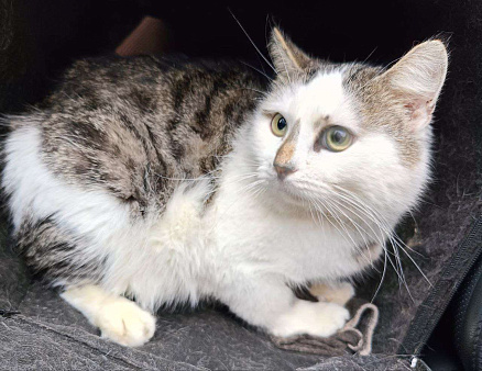 Бездомный кот