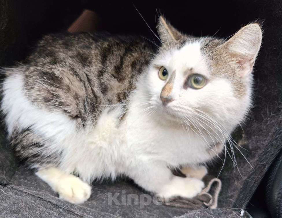 Кошки в Москве: Бездомный кот Мальчик, Бесплатно - фото 1