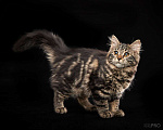 Кошки в Новосибирске: Сибирский котенок Вафля Девочка, 70 000 руб. - фото 4