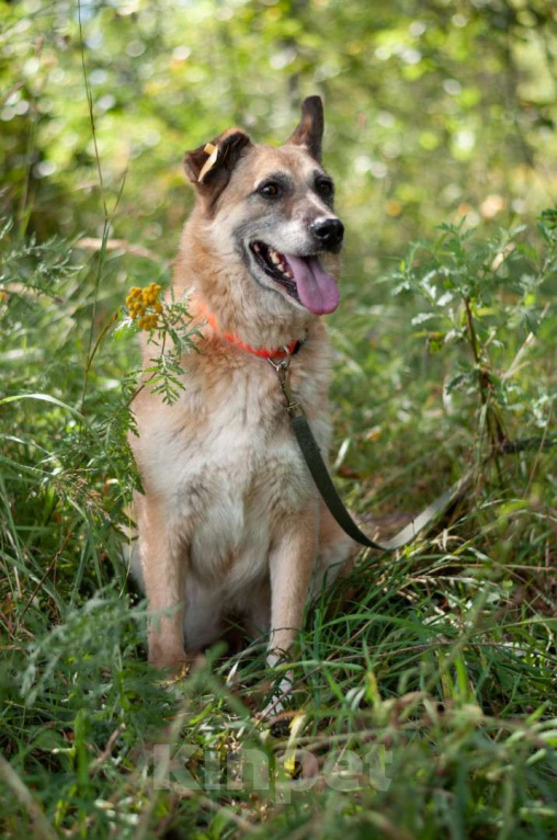 Собаки в Ногинске: Живёт в приюте уже не первый год тихая и скромная девочка. Зовут Дина. Девочка, Бесплатно - фото 6