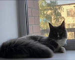 Кошки в Черноголовке: Мейн-кун девочка с родословной (Tuxedo) Девочка, 27 500 руб. - фото 7